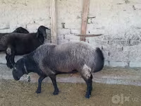 Widder, Edilbay sheep — Foto 1