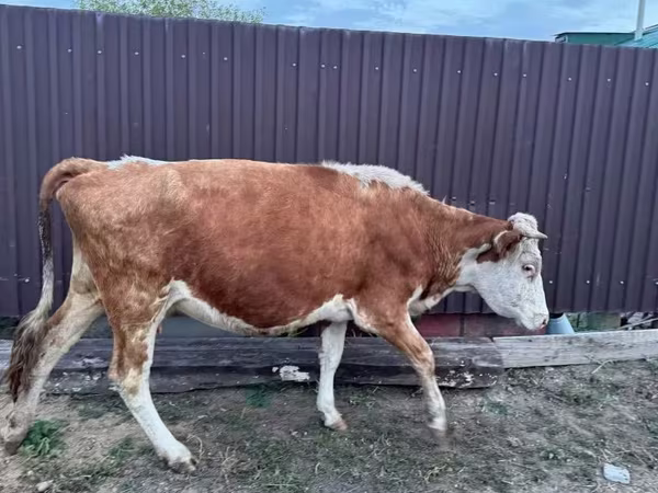 Vaca, Simmental cattle