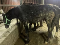 Horse (M), Yakutian horse — photo 1