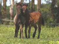 公马, American shetland pony — 照片 4