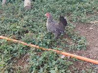 Chickens — Foto 6