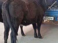 Vaca, Aberdeen-Angus — foto 2
