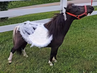 Mare, Miniature horse — photo 2