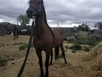 حصان, Standardbred — الصورة 6