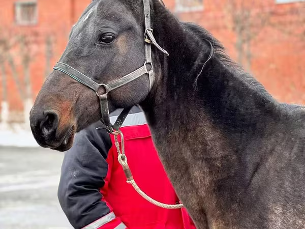 فرس, Akhal-Teke