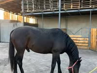 Horse (M), Karachay horse — photo 2