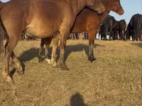 Caballo, Mugalzhar horse — foto 8