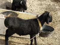 كبش, الأغنام — الصورة 2