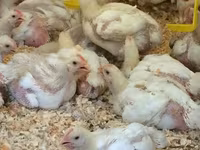 Chickens — photo 3