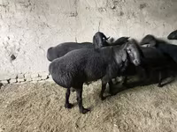 Carnero, Hissar sheep — foto 3