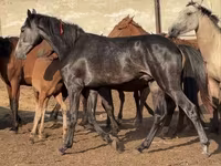 Hengst, Orlov Trotter — Foto 3