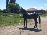 Caballo, Caballos — foto 3