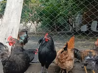 Chickens — 照片 3