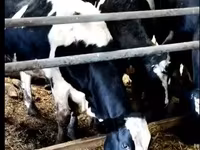 Vaca, Yaroslavl cattle — foto 1