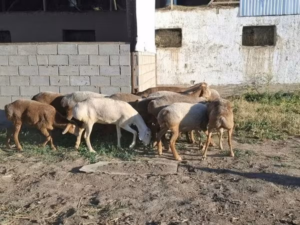 Овцы (партия, пол не указан), Меринос овца