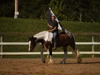 Horse (M), Pinto horses — photo 6