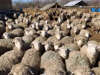 Carnero, Kuibyshev sheep — foto 4