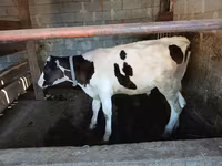 ثور, Swiss cattle — الصورة 6