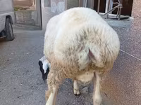 Ram, Arashan sheep — photo 5
