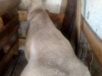 Widder, Arashan sheep — Foto 1