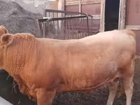 Bull, Auliyeatinskaya breed — photo 6