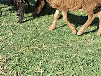 كبش, الأغنام — الصورة 5