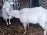 عنزة, Alpine goat — الصورة 5