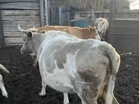 بقرة, Simmental cattle — الصورة 3
