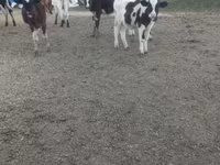 Vaca, Russian Black pied cattle — foto 2