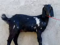 عنزة, Beetal goats — الصورة 2