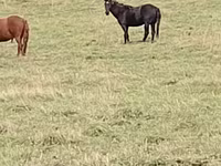 Horse (M), New Altai Horse — photo 5