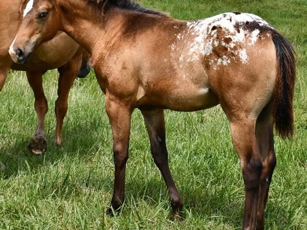 母马, Appaloosa