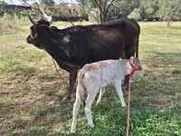 गाय, अलाताऊ नस्ल — फ़ोटो 3