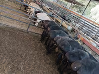 公羊, Sheep — 照片 2