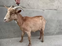 बकरी, Alpine goat — फ़ोटो 3
