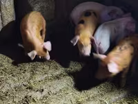 Säue, Schweine — Foto 4