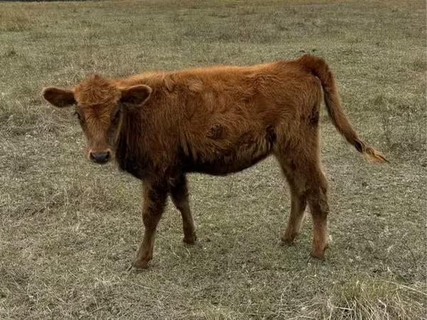 Vaca, Ganado vacuno