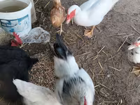 Chickens — photo 2
