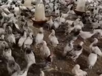 Chickens — Foto 5