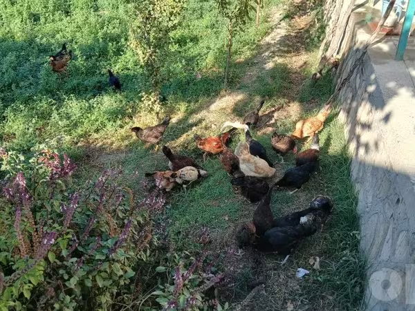 Chickens