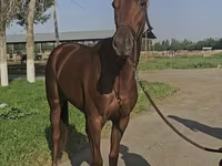 فرس, Thoroughbred horse — الصورة 1