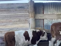 Kuh, Simmental cattle — Foto 2