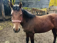 Stute, Kazakh horse — Foto 2