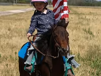 Horse (M), Pinto horses — photo 4