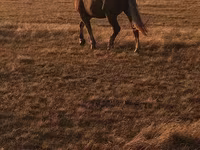 Caballo, Altai horse — foto 1