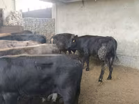 Bull, Karaku — photo 4