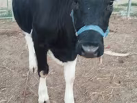 Vaca, Russian Black pied cattle — foto 2