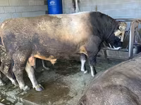 公牛, Swiss cattle — 照片 3