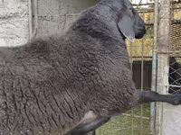 كبش, Hissar sheep — الصورة 6