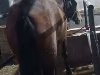 Mare, Budyonny horse — photo 8